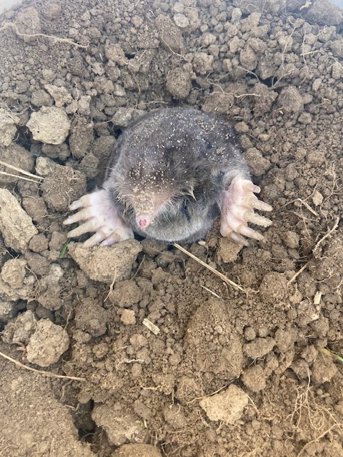 Mole coming out of a hole in the ground